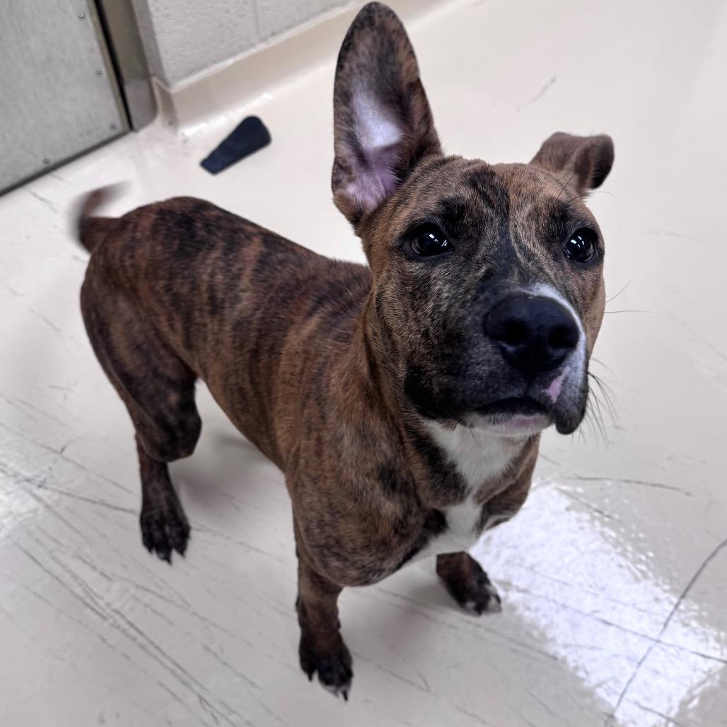 Beasley, a Adoptable Mixed Breed in Winston-Salem, NC image 2/4