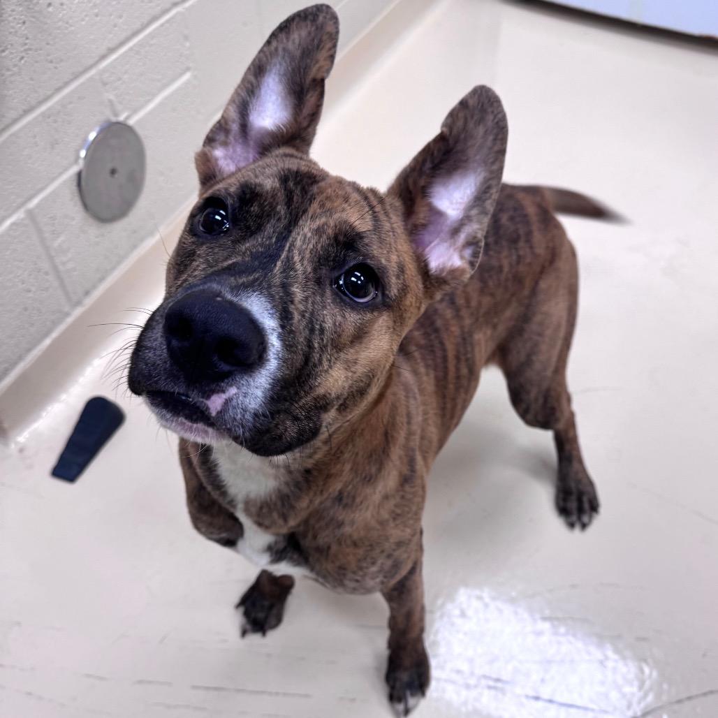 Beasley, a Adoptable Mixed Breed in Winston-Salem, NC image 3/4