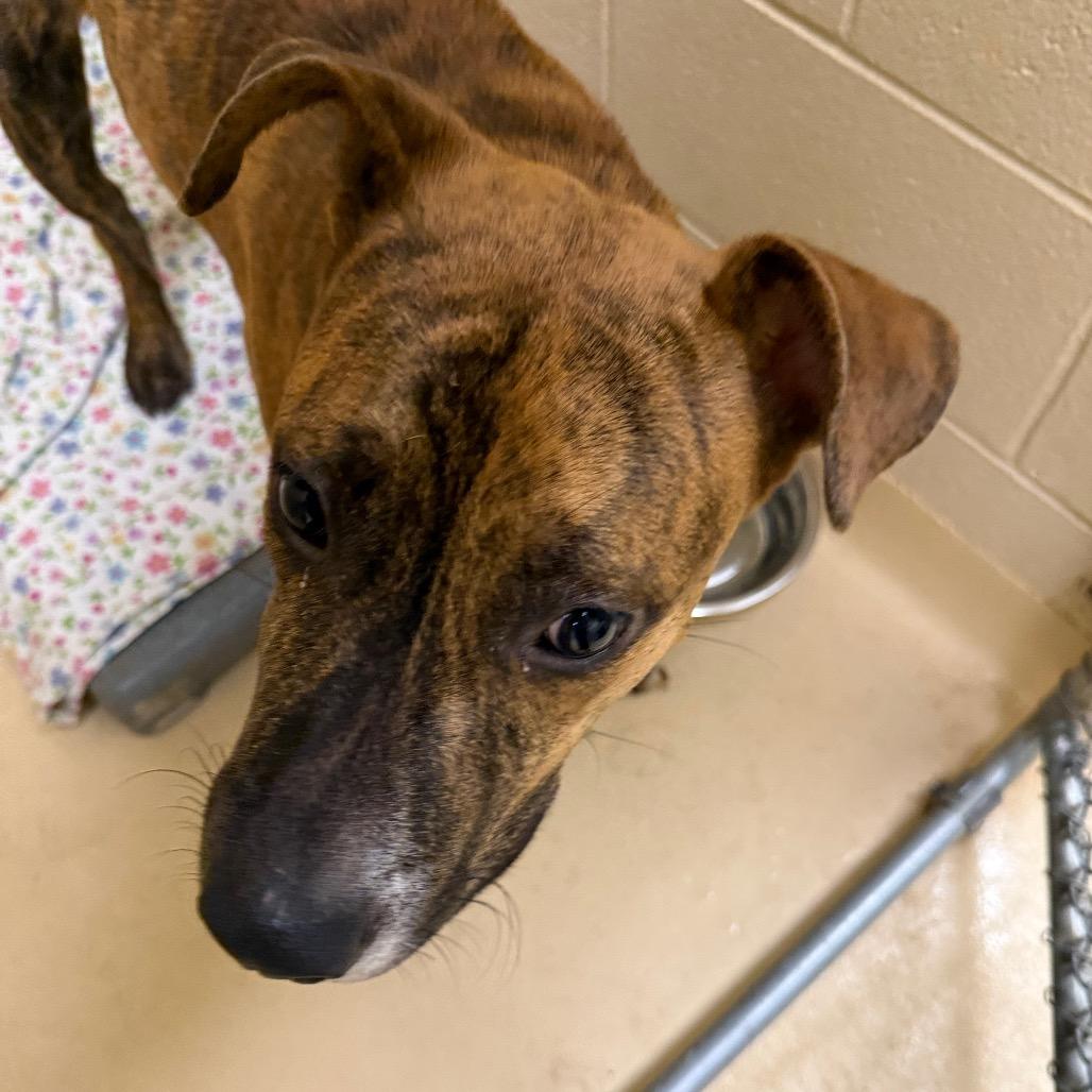 Beasley, a Adoptable Mixed Breed in Winston-Salem, NC image 4/4