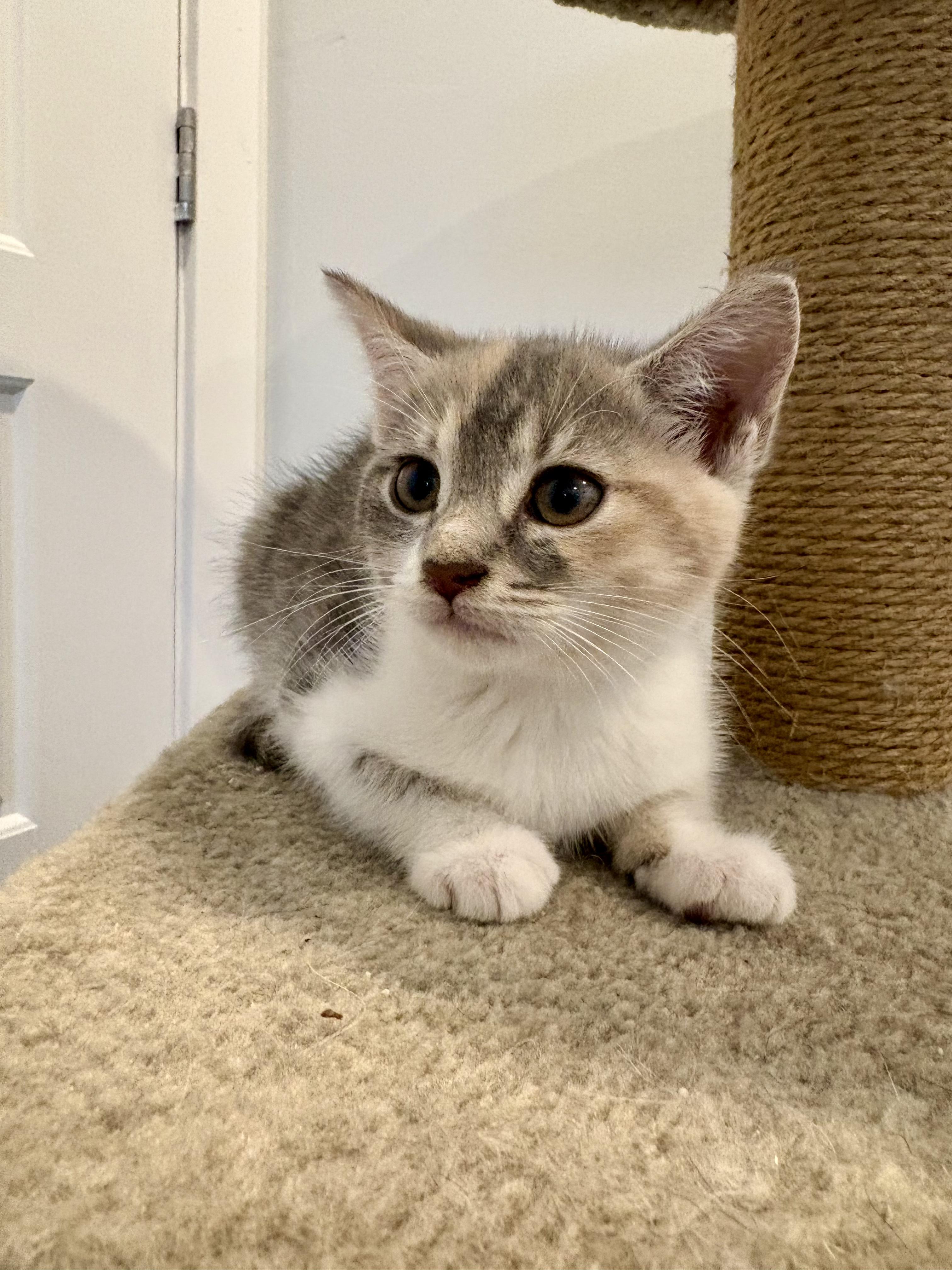 Enlarge Stella, a Adopted Domestic Short Hair in Wakefield, QC image 2/4