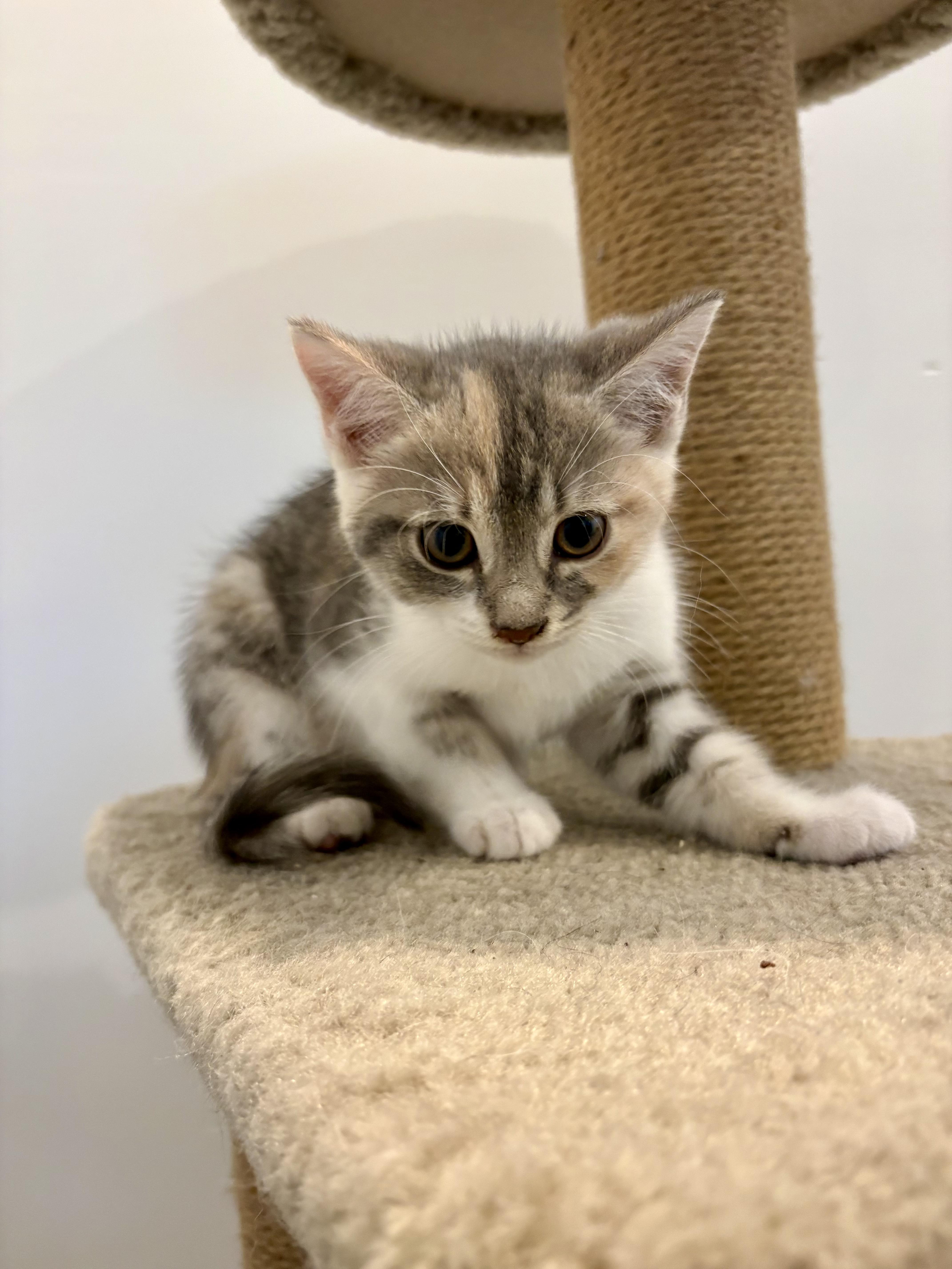 Enlarge Stella, a Adopted Domestic Short Hair in Wakefield, QC image 1/4
