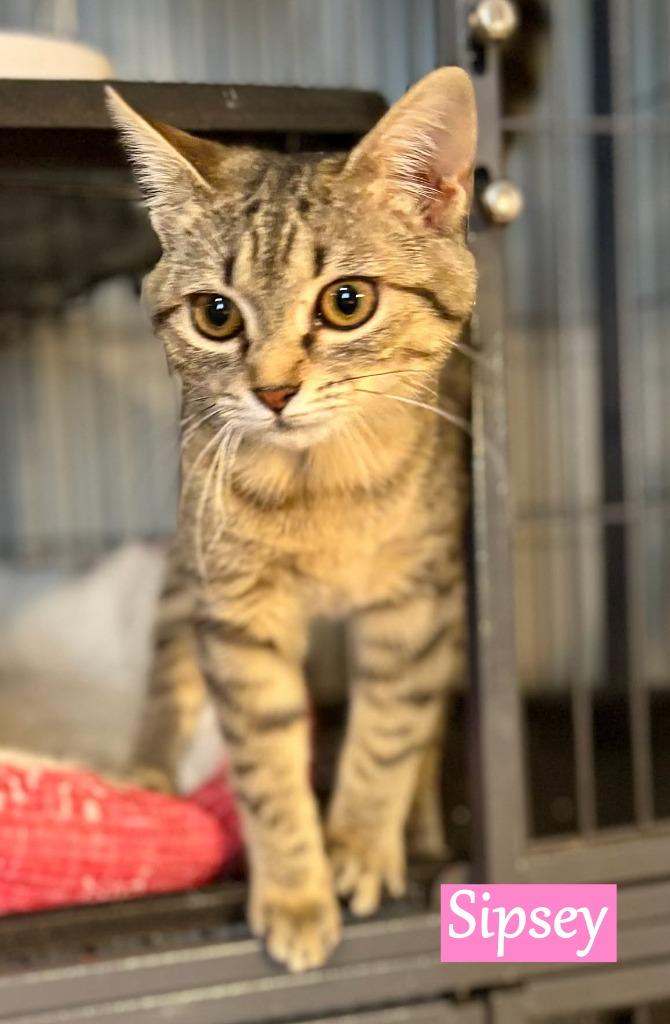 Sipsey, Adopted, Kitten Female Domestic Short Hair.