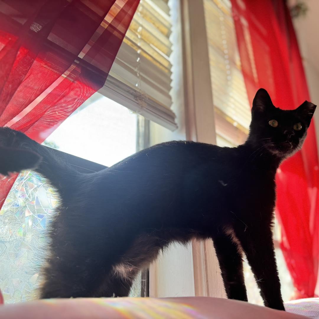 Moonbeam, adopted, Adult Male Domestic Short Hair.