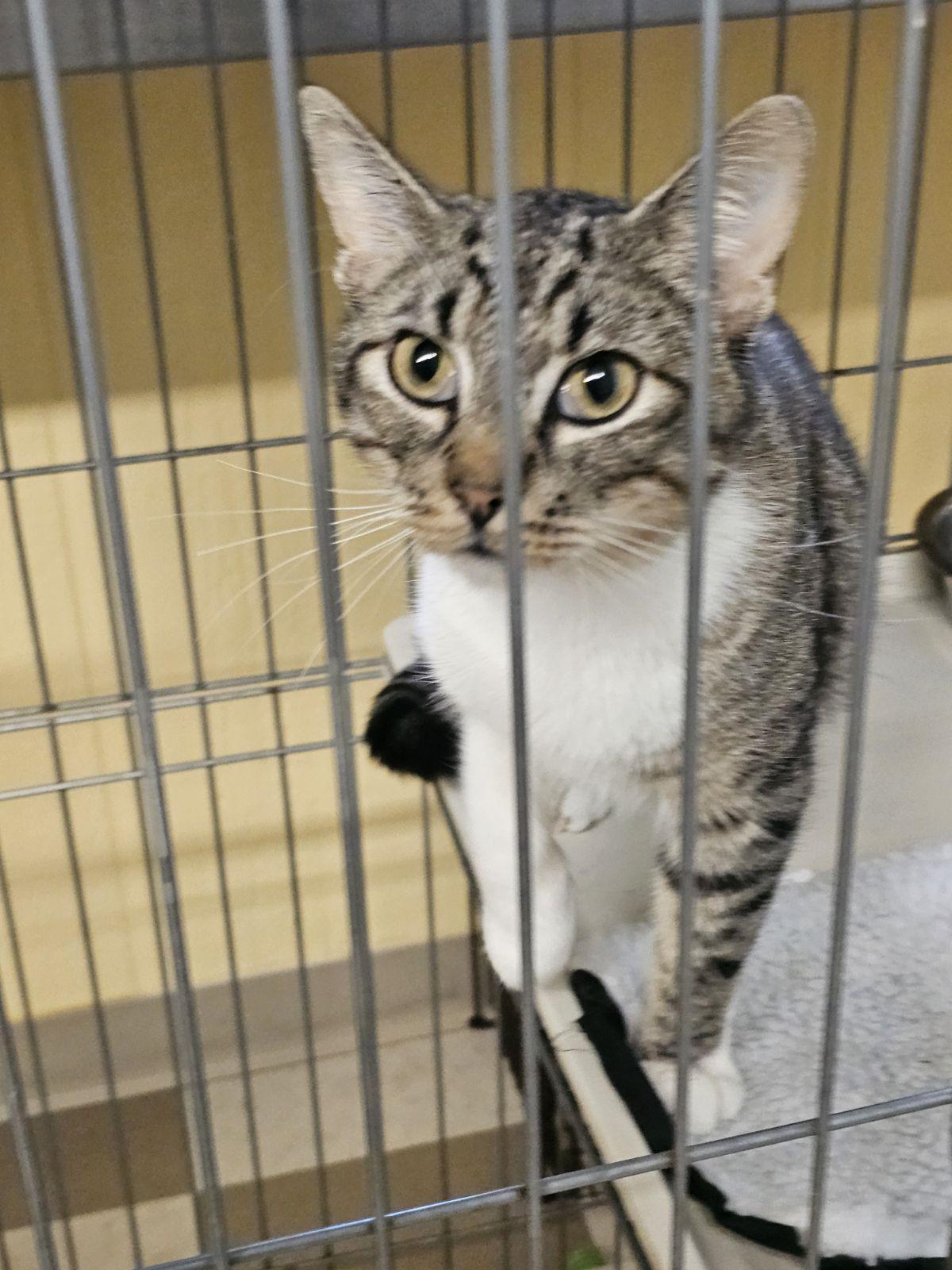 Charlie, a ADOPTABLE Domestic Short Hair in North East, MD image 3/3