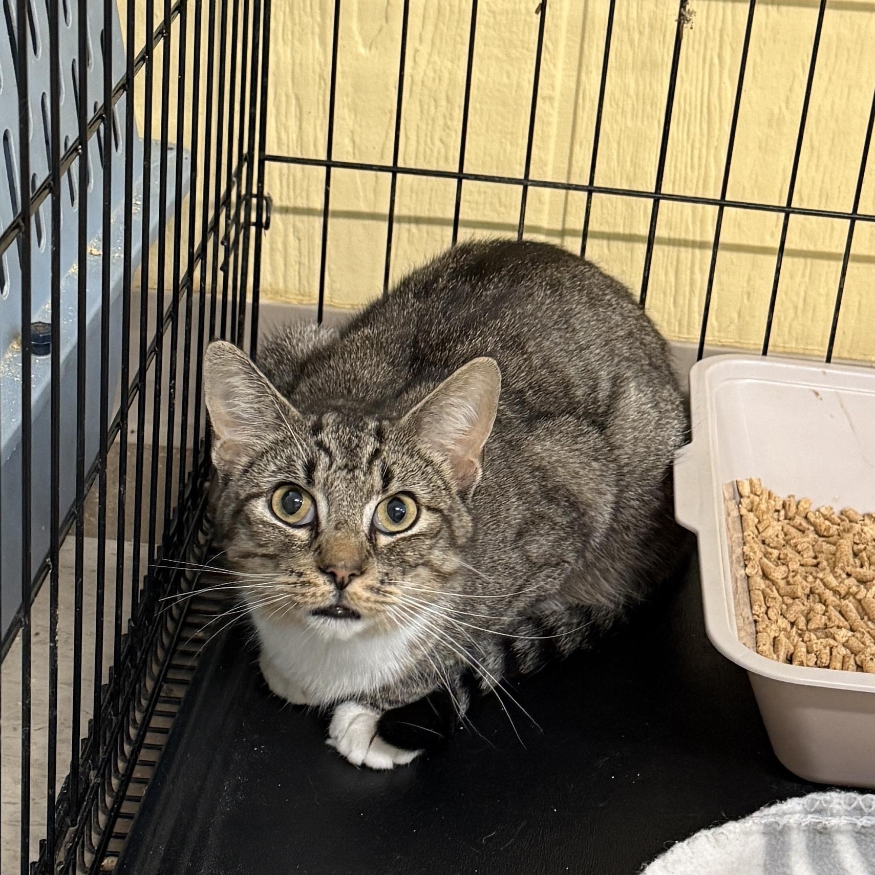 Charlie, ADOPTABLE, Young Male Domestic Short Hair.