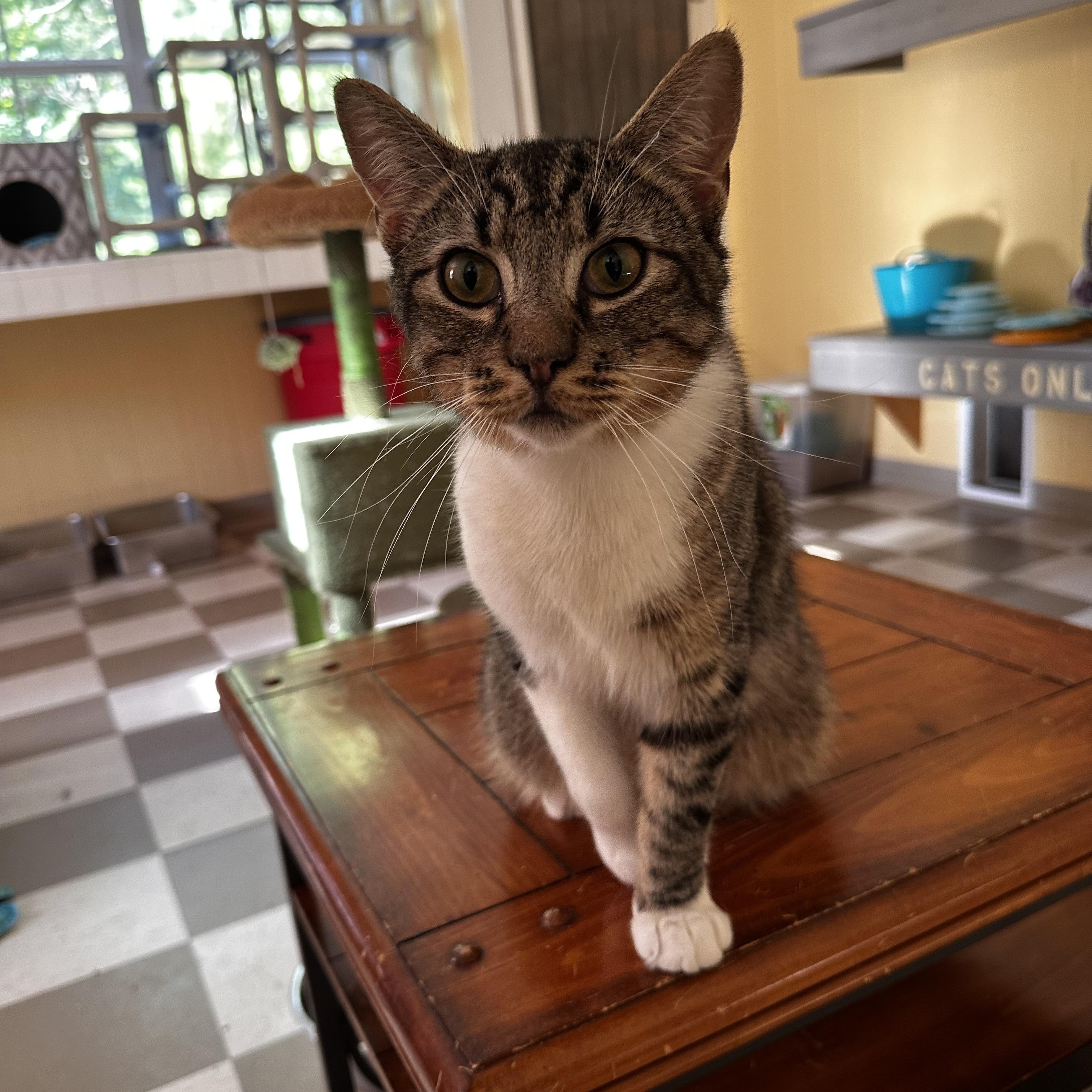 Charlie, ADOPTABLE, Young Male Domestic Short Hair.
