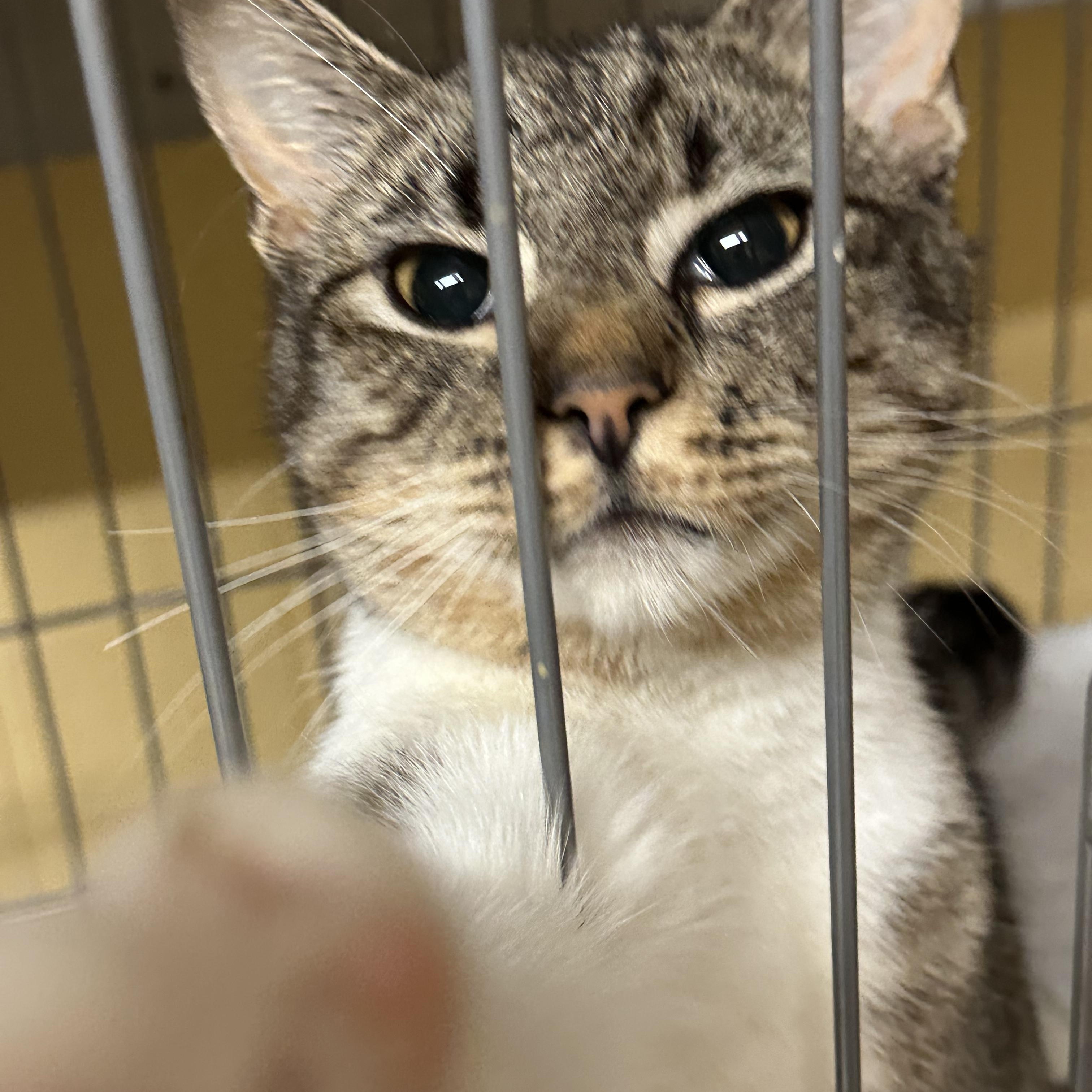 Charlie, a ADOPTABLE Domestic Short Hair in North East, MD image 2/3