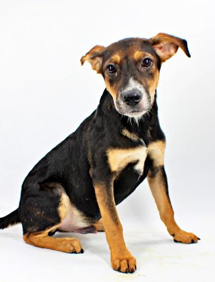 Elmo, Adoptable, Puppy Male Australian Shepherd & Mixed Breed.