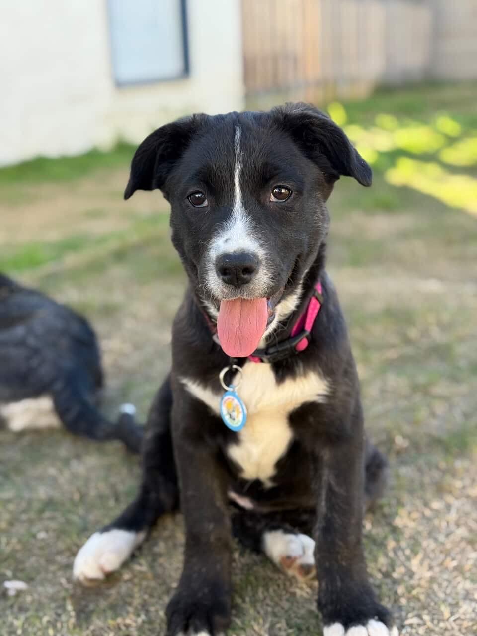 KitKat, ADOPTABLE, Puppy Female Border Collie.