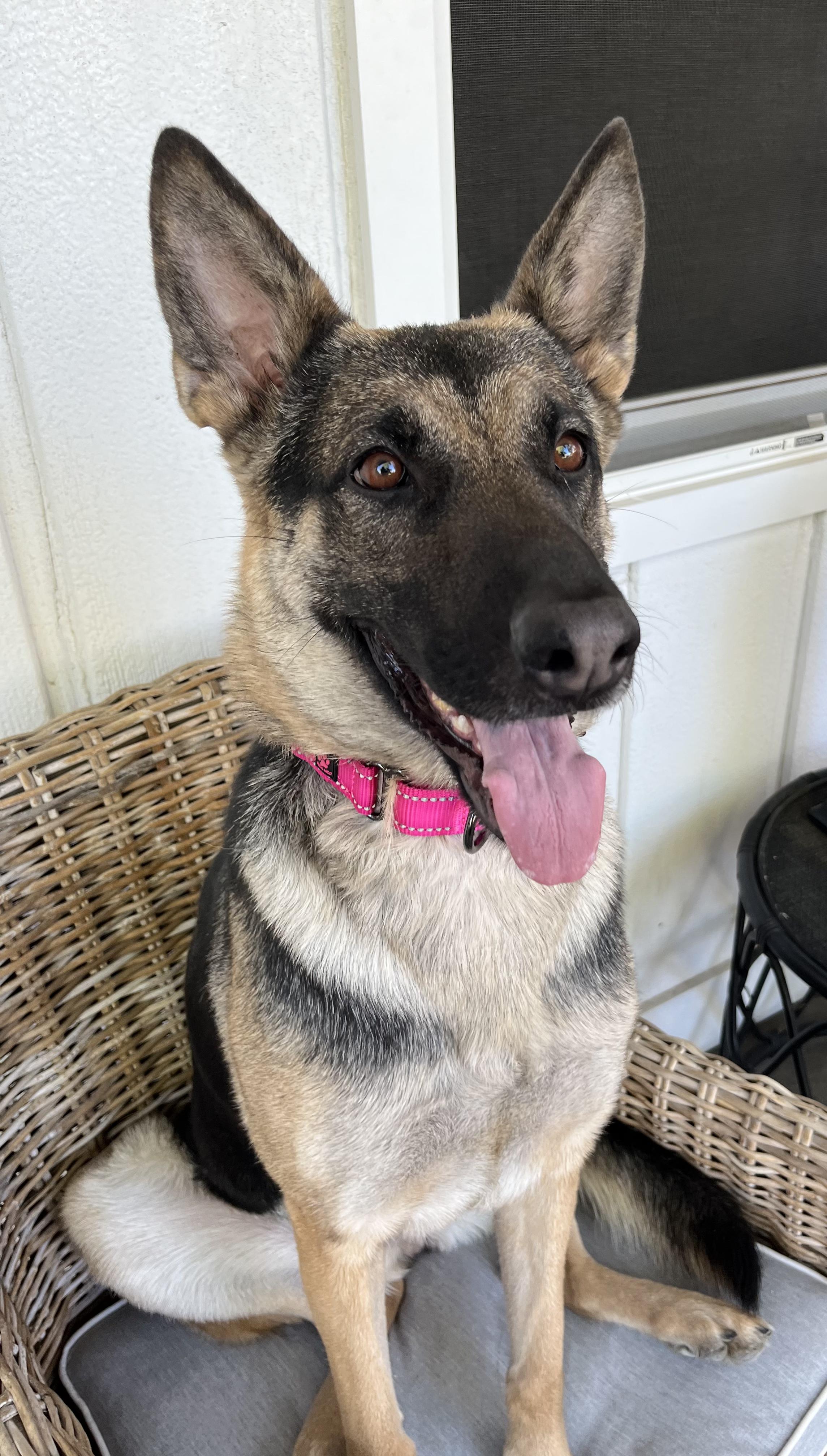 BRIE, a Adoptable German Shepherd Dog in Los Angeles, CA image 1/6