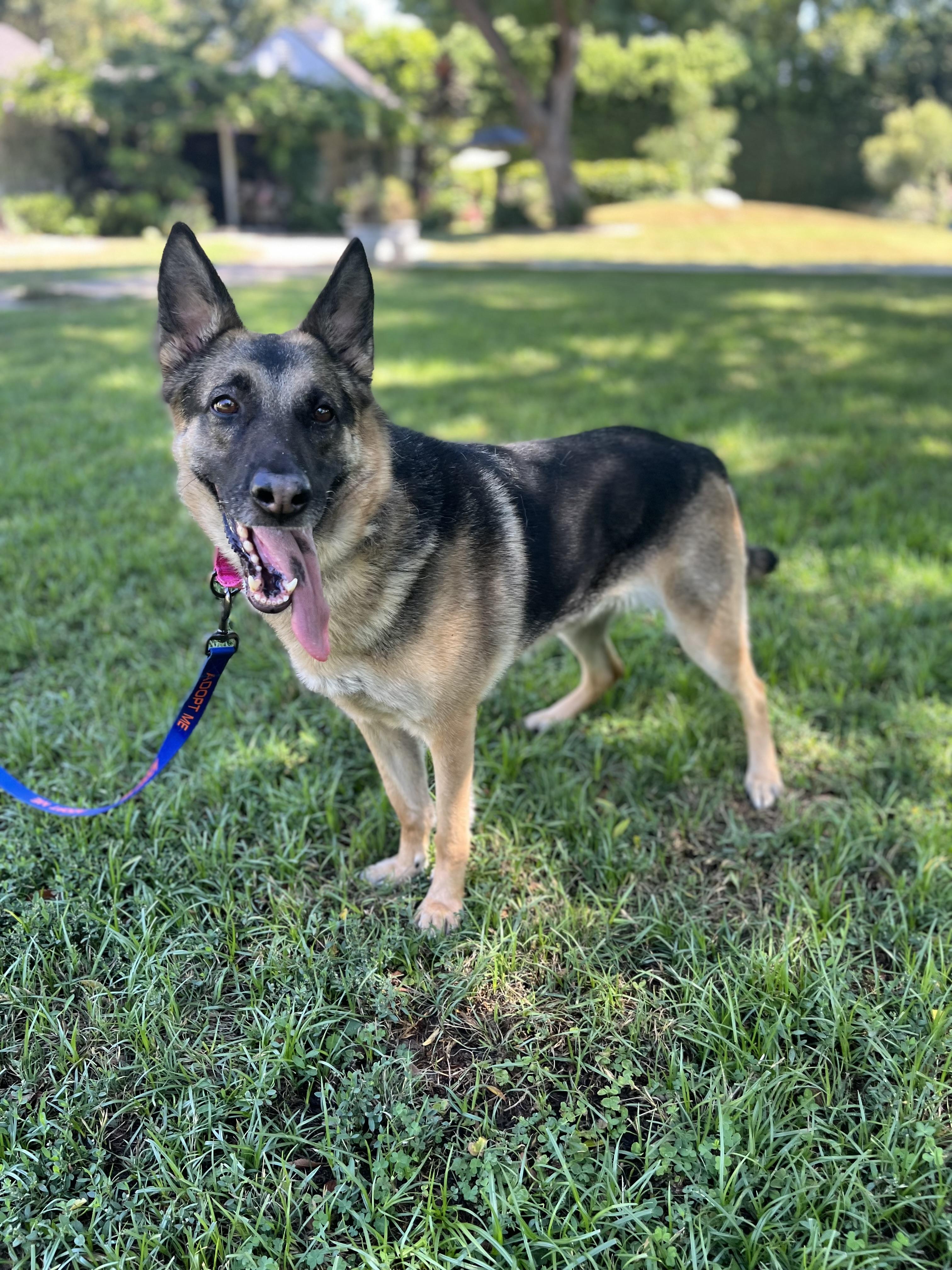 BRIE, a Adoptable German Shepherd Dog in Los Angeles, CA image 2/6