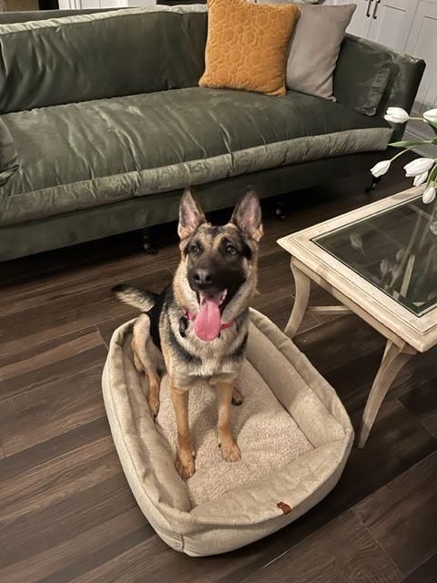 BRIE, a Adoptable German Shepherd Dog in Los Angeles, CA image 3/6