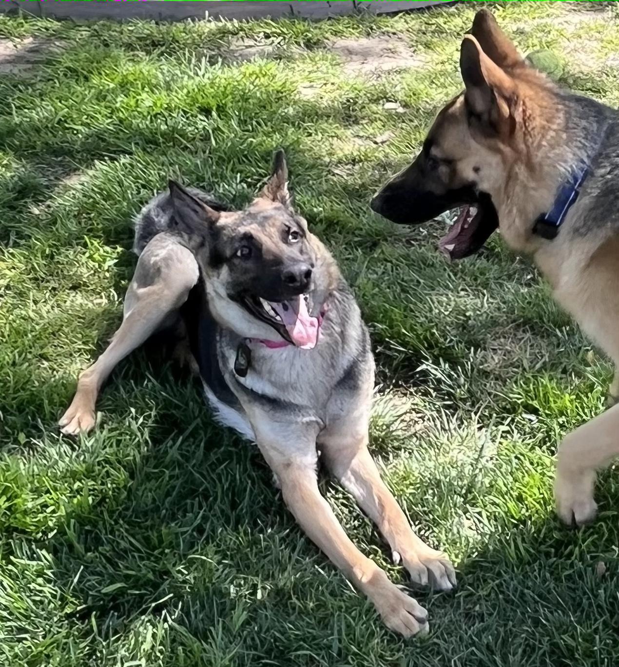 BRIE, a Adoptable German Shepherd Dog in Los Angeles, CA image 5/6