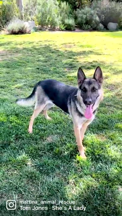 Enlarge BRIE, a Adoptable German Shepherd Dog in Los Angeles, CA video 6/6