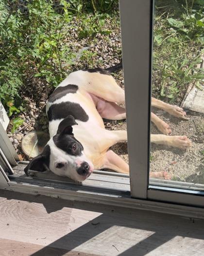 Petey Pete thumbnail 3