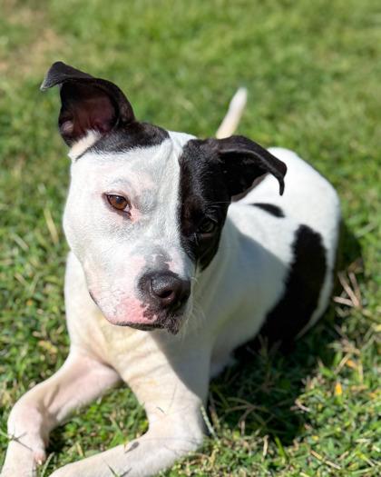 Petey Pete thumbnail 4