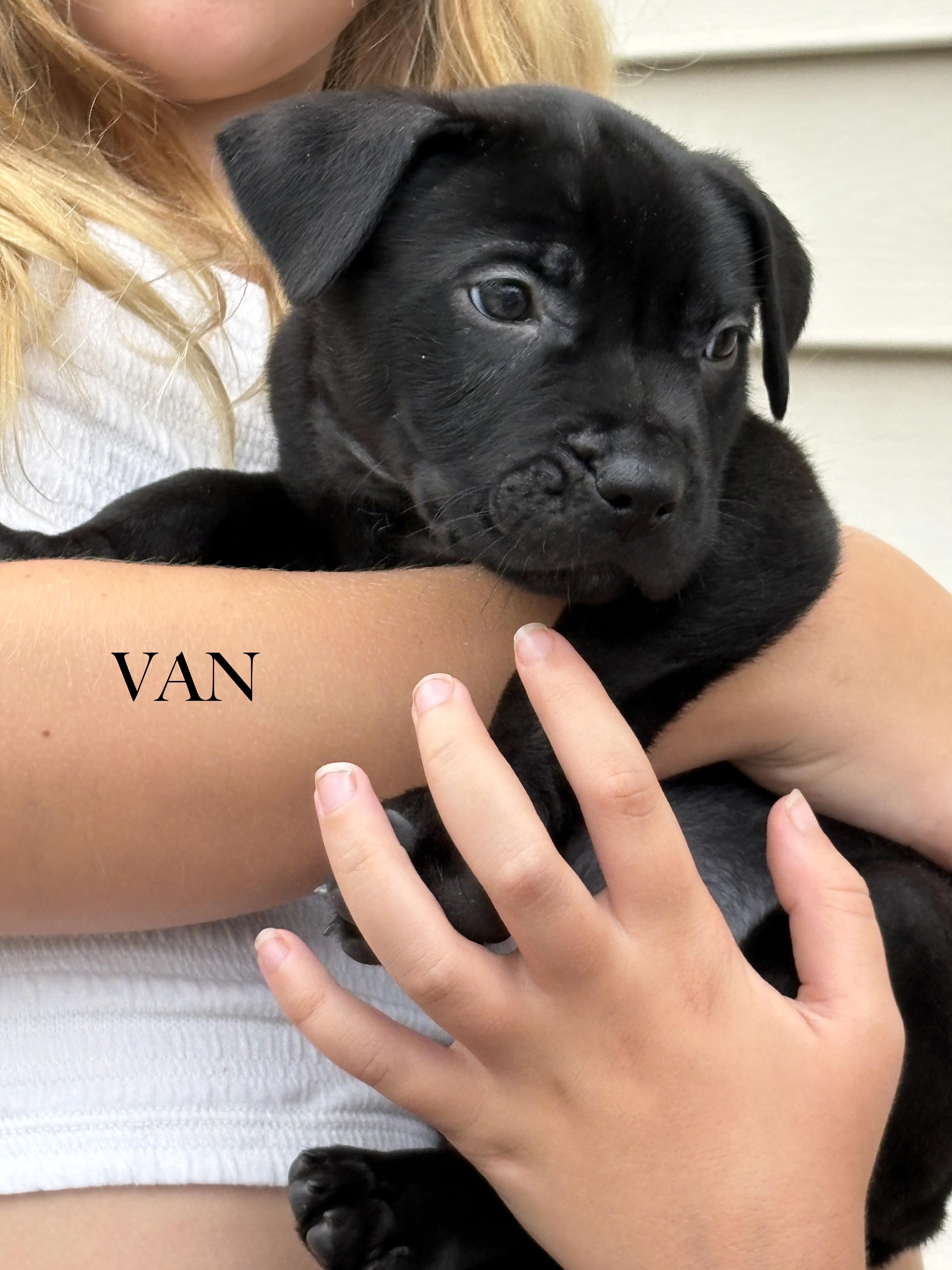 Van, adopted, Puppy Male Labrador Retriever.