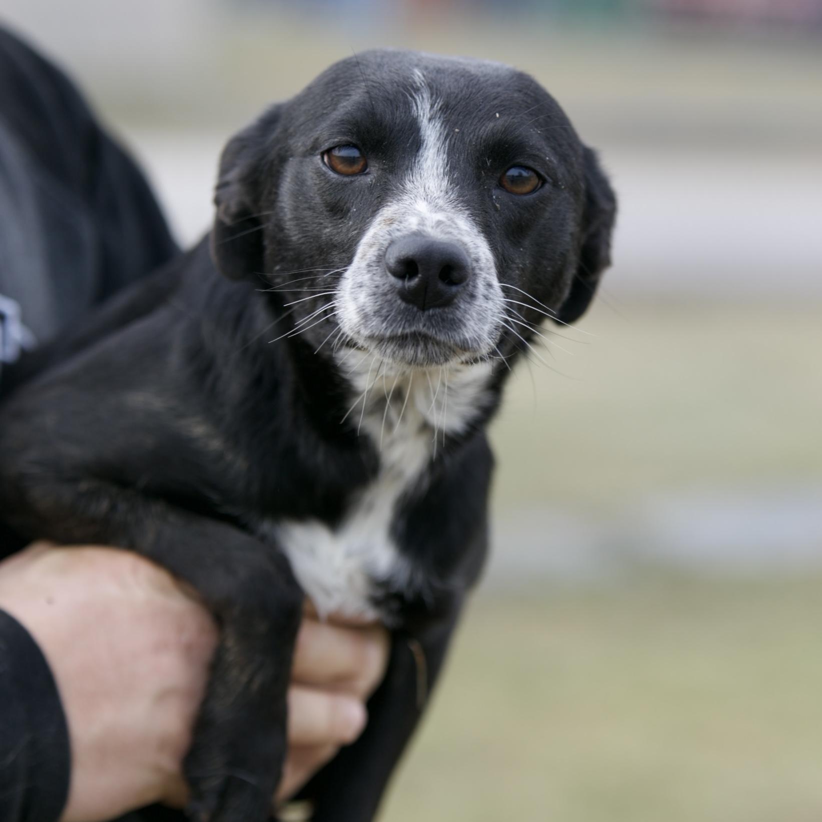 Enlarge Elaine, an adopted mixed breed in Mount Sterling, KY image 2/2