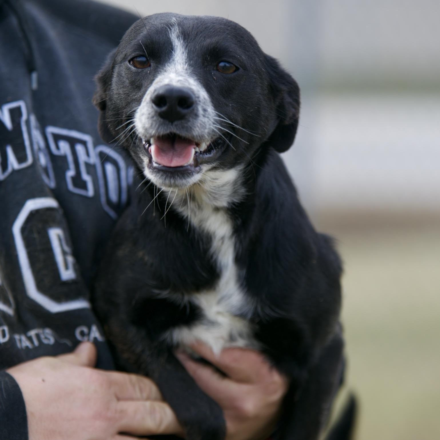 Enlarge Elaine, an adopted mixed breed in Mount Sterling, KY image 1/2