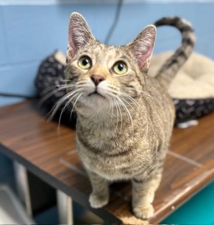 Kit, Adoptable, Young Female Domestic Short Hair & Domestic Short Hair.