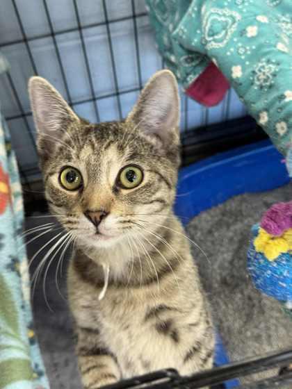Kit, Adoptable, Young Female Domestic Short Hair & Domestic Short Hair.