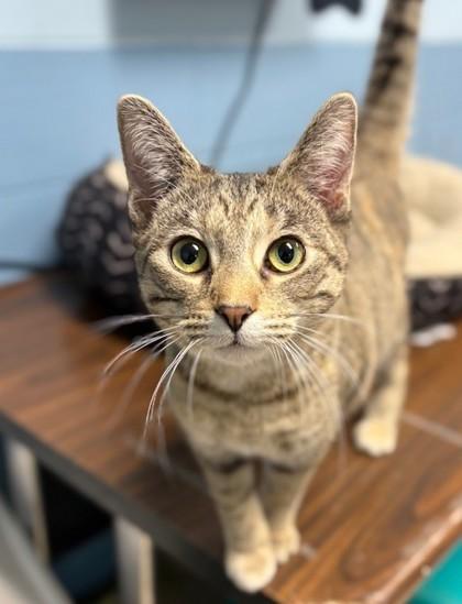 Kit, Adoptable, Young Female Domestic Short Hair & Domestic Short Hair.