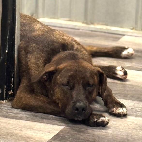 Enlarge Shadow K, a Adoptable mixed breed in Locust Fork, AL image 1/3