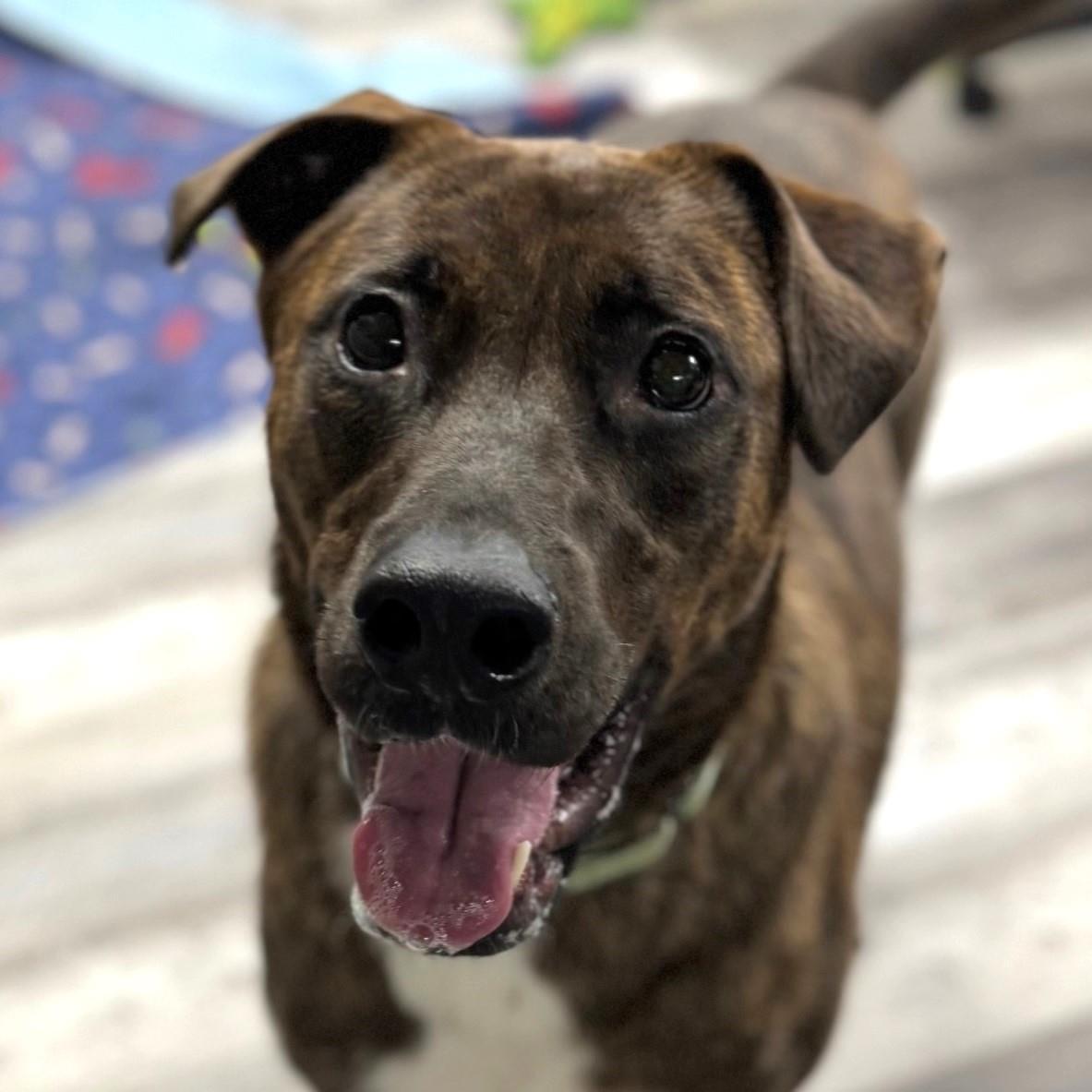 Enlarge Shadow K, a Adoptable mixed breed in Locust Fork, AL image 2/3