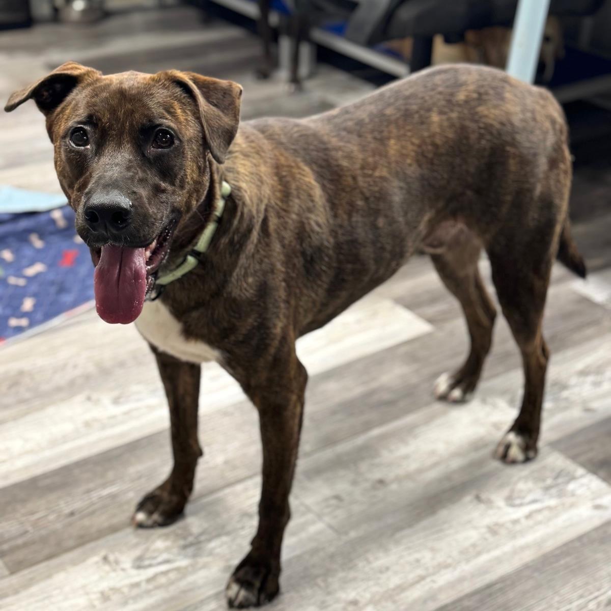 Enlarge Shadow K, a Adoptable mixed breed in Locust Fork, AL image 3/3