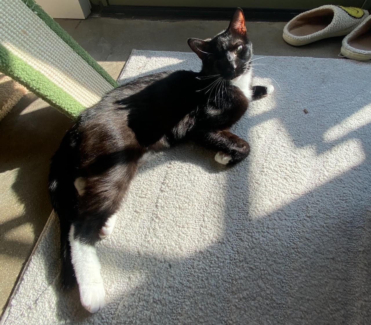 Michael aka Pirate, a Adoptable Tuxedo in Los Angeles, CA image 5/6