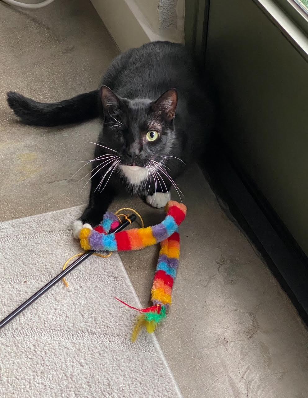 Michael aka Pirate, a Adoptable Tuxedo in Los Angeles, CA image 1/6