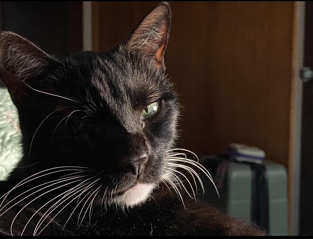 Michael aka Pirate, a Adoptable Tuxedo in Los Angeles, CA image 6/6