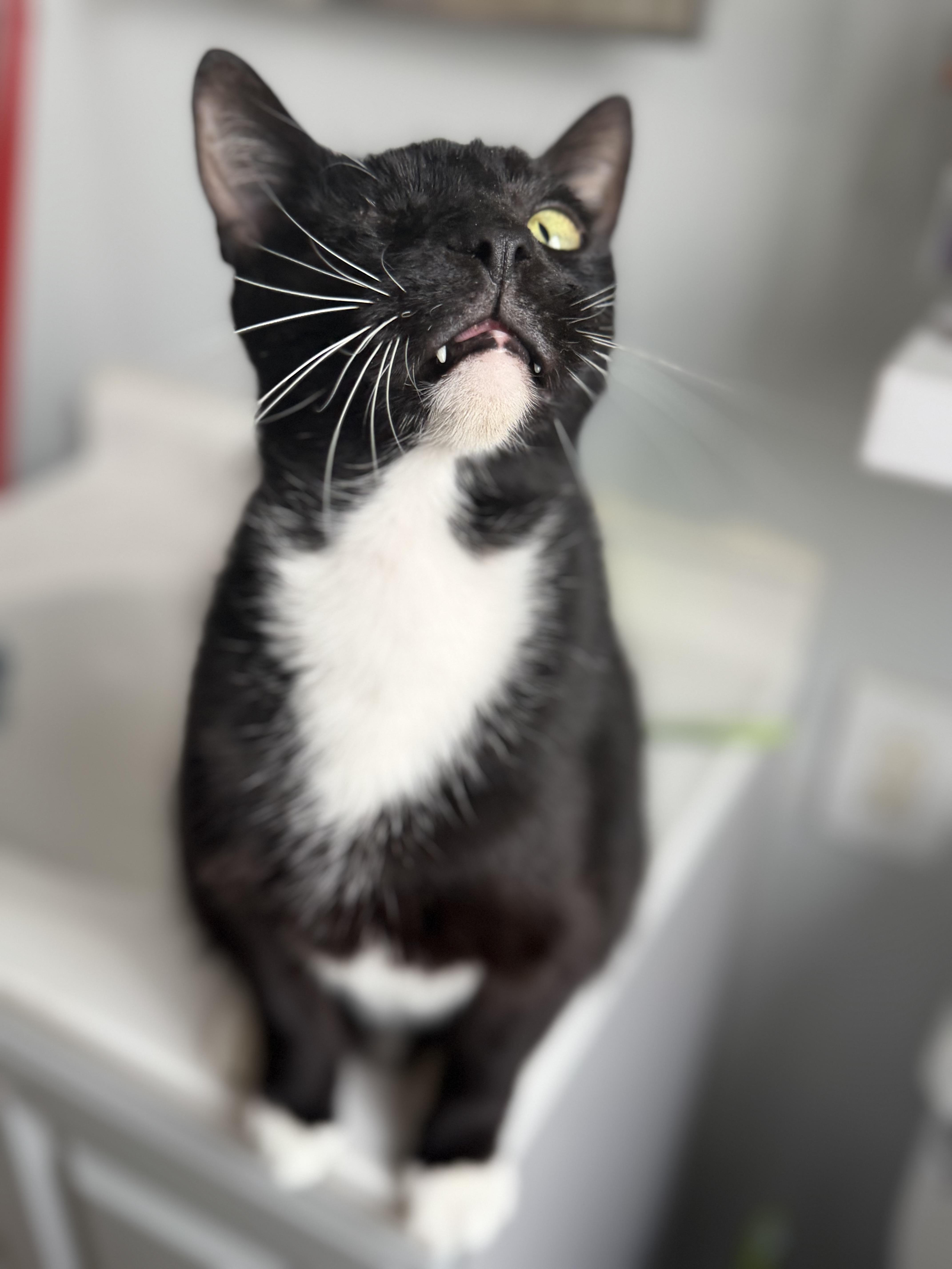 Enlarge Michael Pirata, a Adoptable Tuxedo in Los Angeles, CA image 4/4