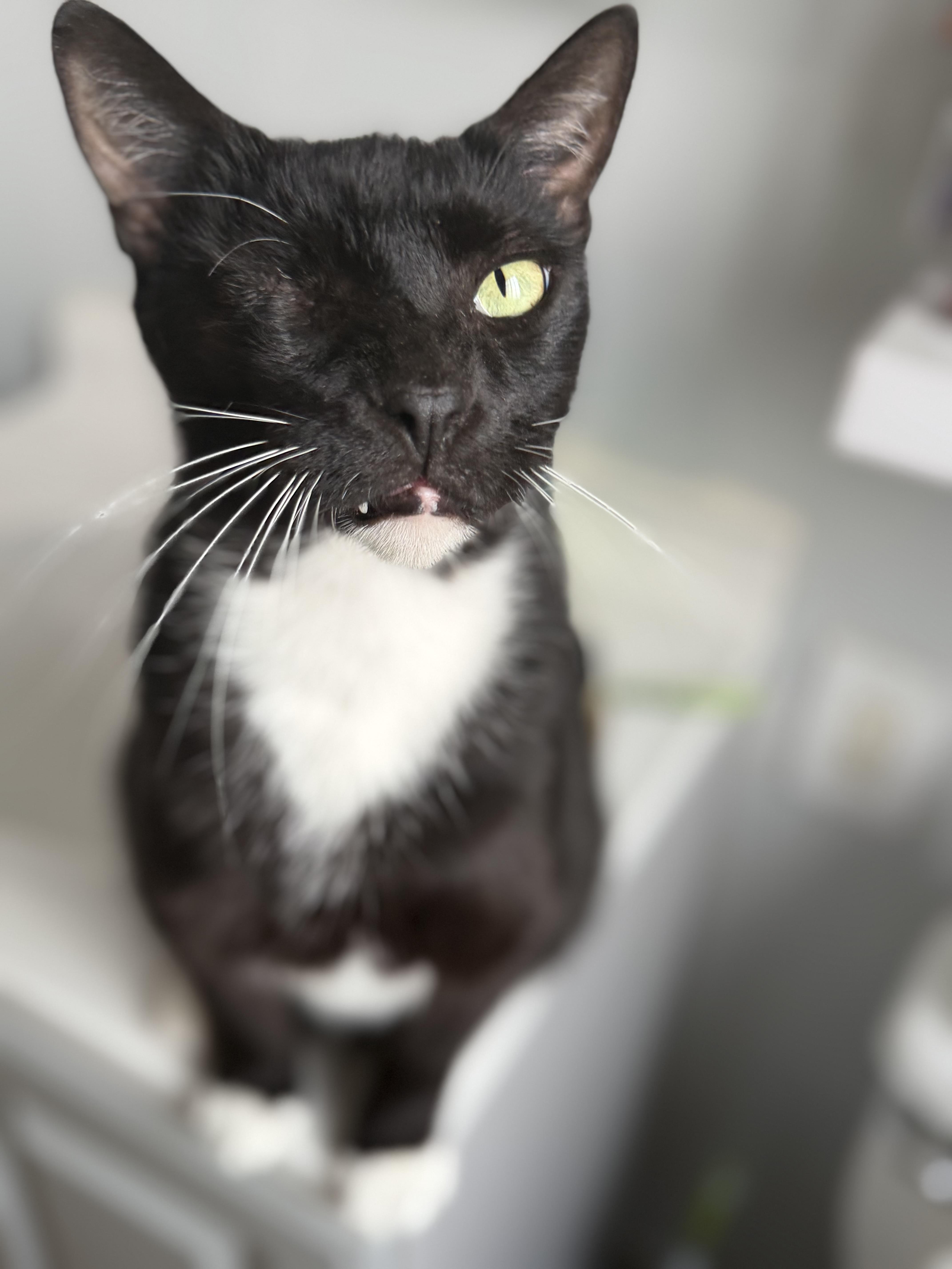 Enlarge Michael Pirata, a Adoptable Tuxedo in Los Angeles, CA image 1/4