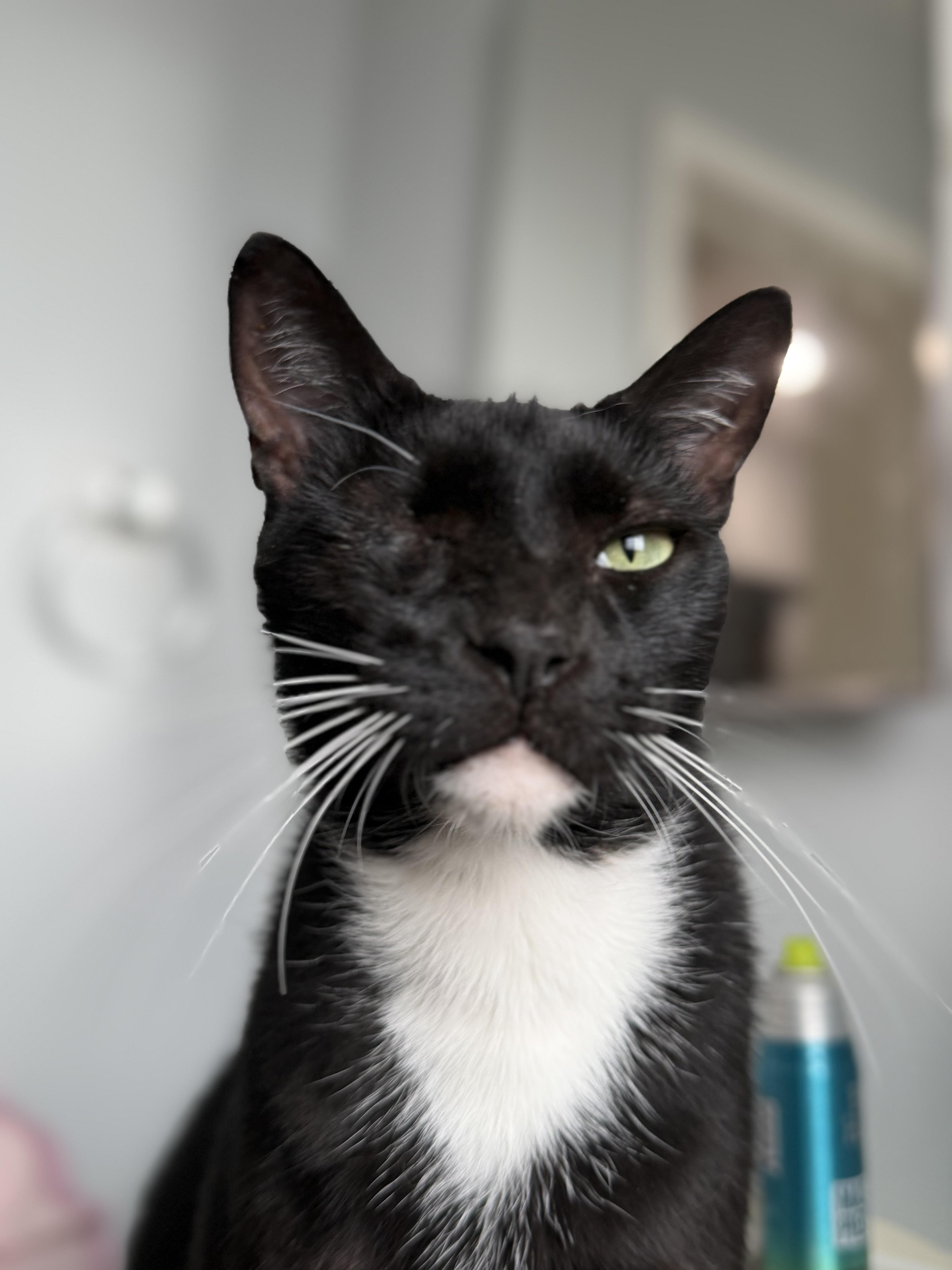 Enlarge Michael Pirata, a Adoptable Tuxedo in Los Angeles, CA image 3/4