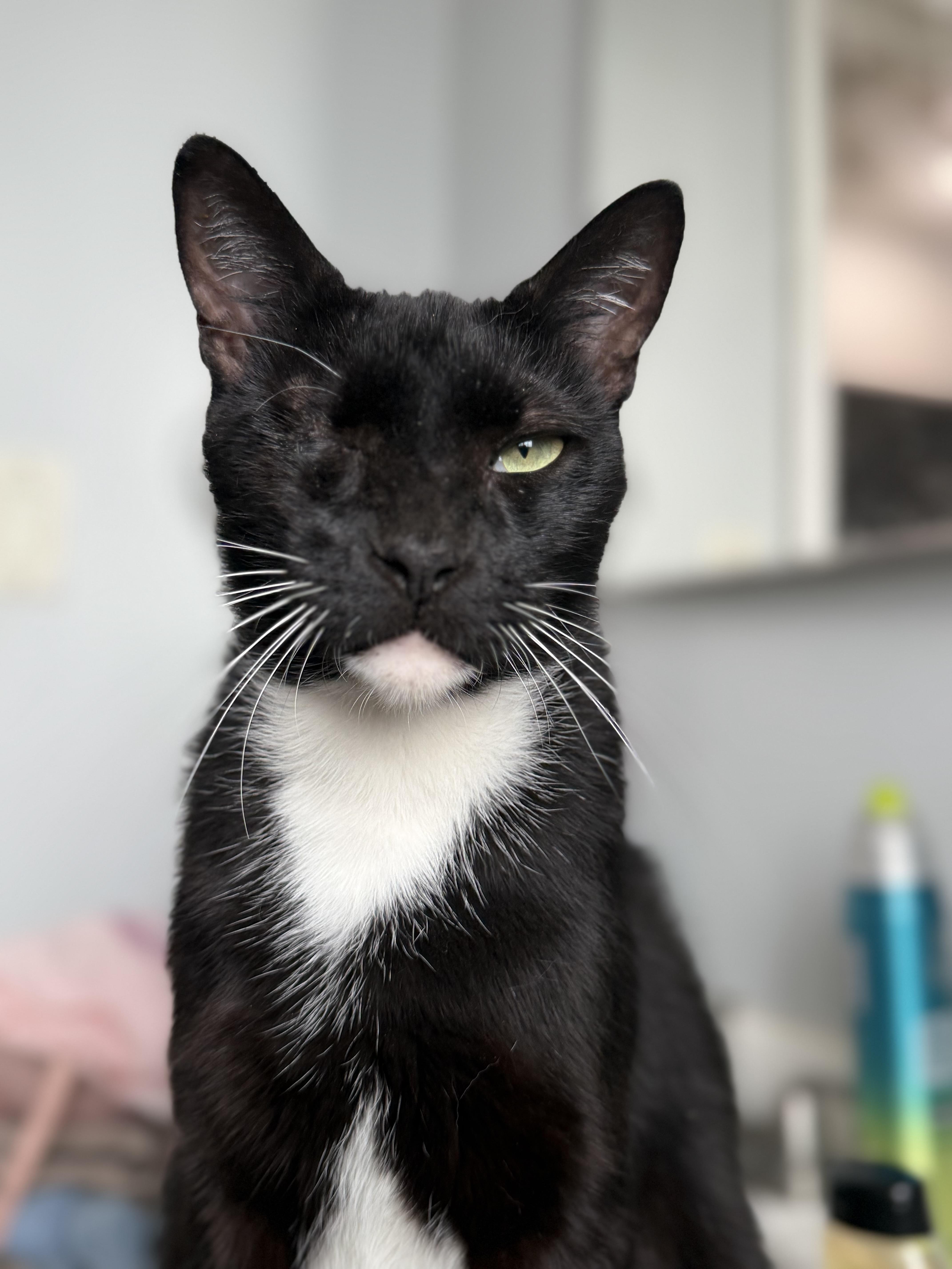 Enlarge Michael Pirata, a Adoptable Tuxedo in Los Angeles, CA image 2/4