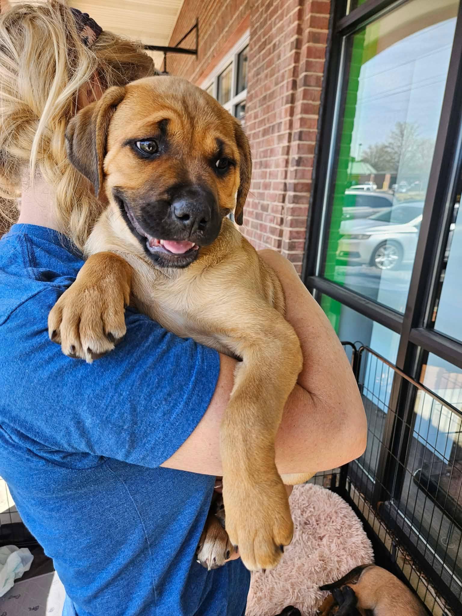 Enlarge Megaera (Meg) - sweet baby girl of Gaia's, a Adoptable mixed breed in Buford, GA image 2/4