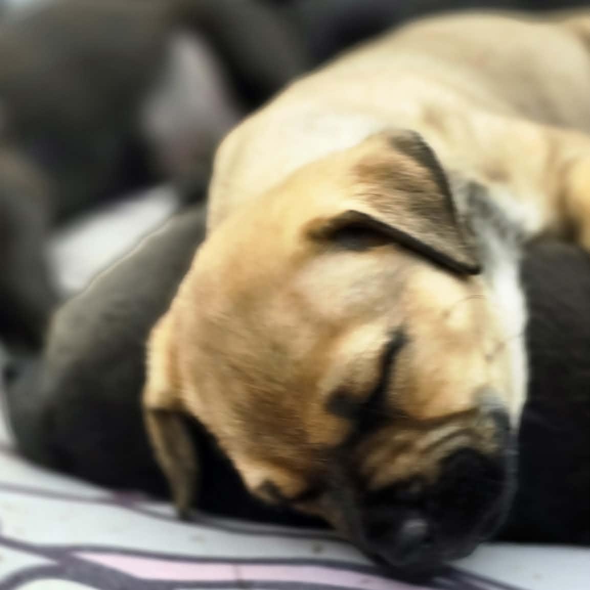 Enlarge Megaera (Meg) - sweet baby girl of Gaia's, a Adoptable mixed breed in Buford, GA image 3/4