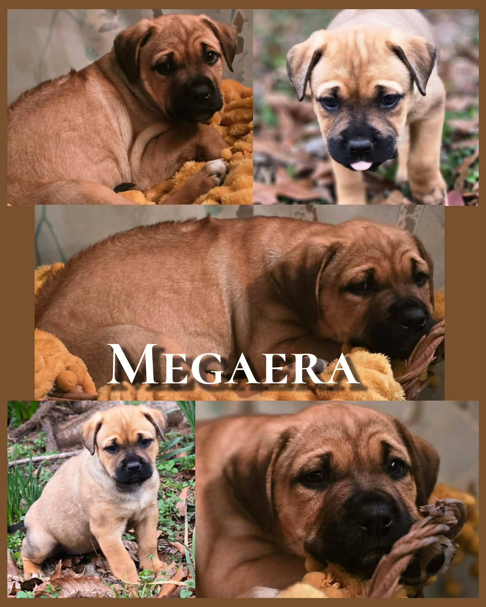 Enlarge Megaera (Meg) - sweet baby girl of Gaia's, a Adoptable mixed breed in Buford, GA image 4/4