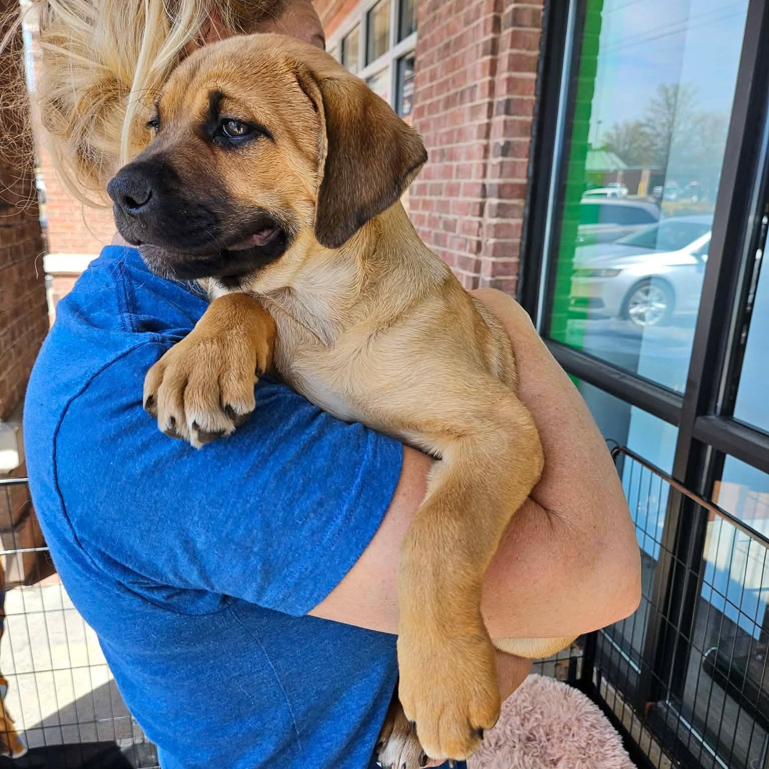 Enlarge Megaera (Meg) - sweet baby girl of Gaia's, a Adoptable mixed breed in Buford, GA image 1/4
