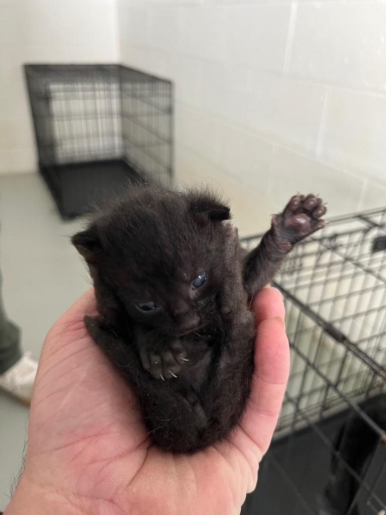 Pepper, Adoptable, Kitten Male Domestic Short Hair.