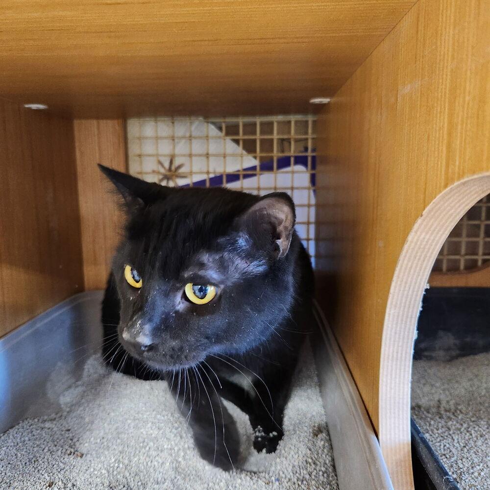 Thrifty Tom 4311, Adoptable, Adult Male Domestic Short Hair.