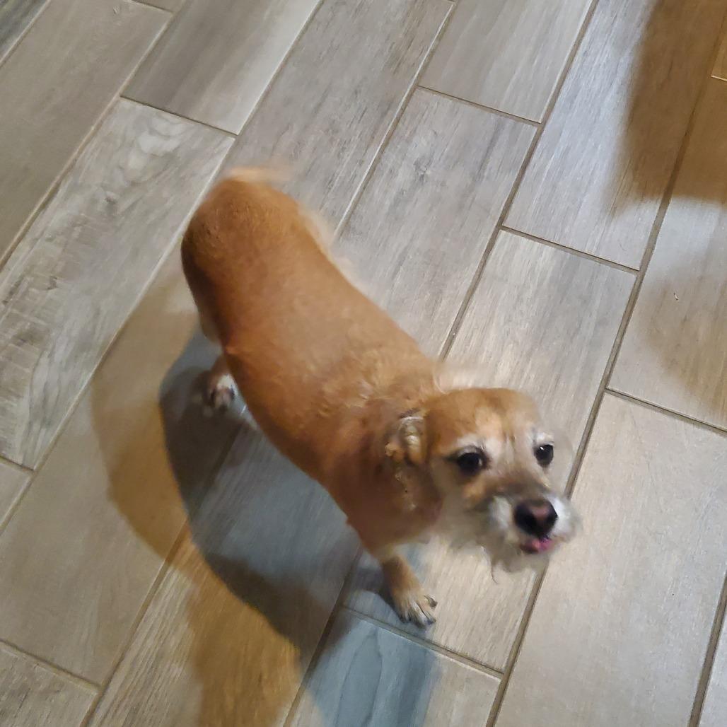 Nana, a Adoptable Schnauzer in Katy, TX image 1/6