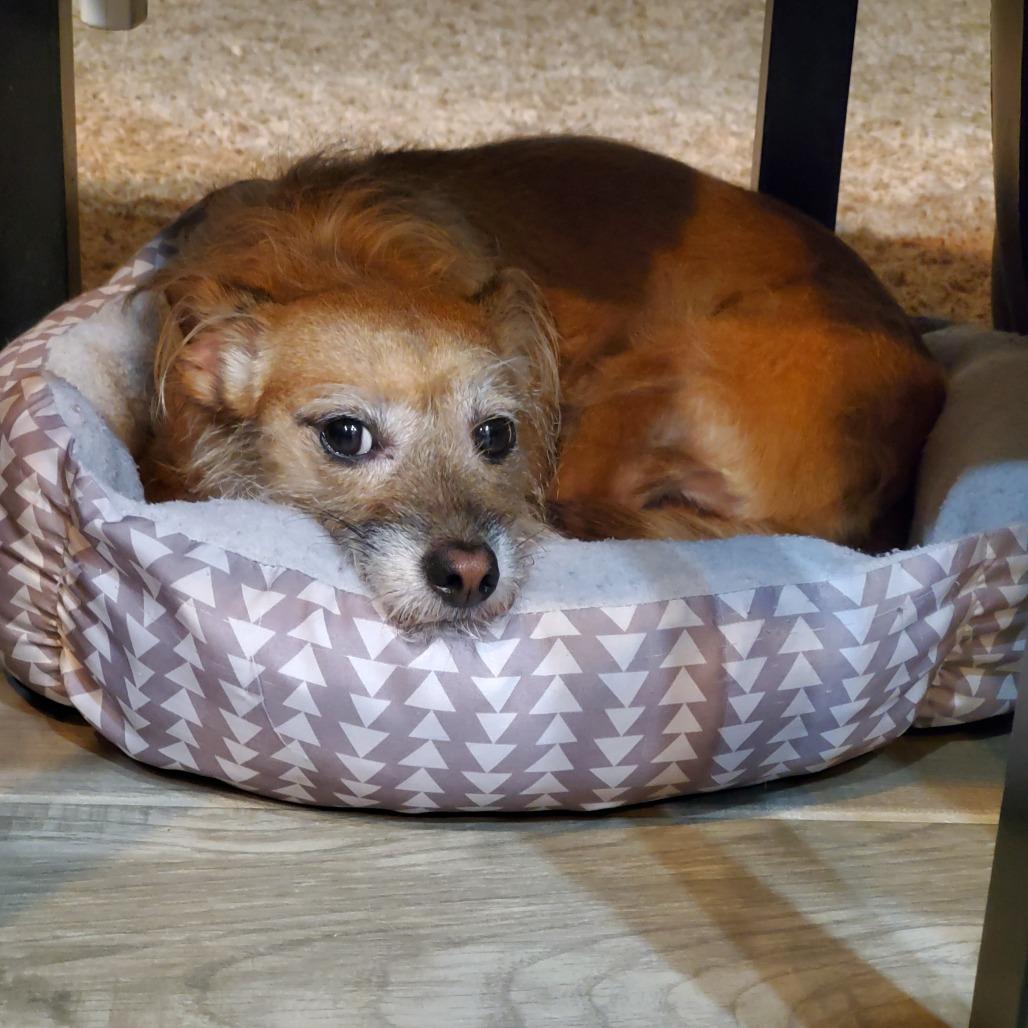 Nana, a Adoptable Schnauzer in Katy, TX image 3/6