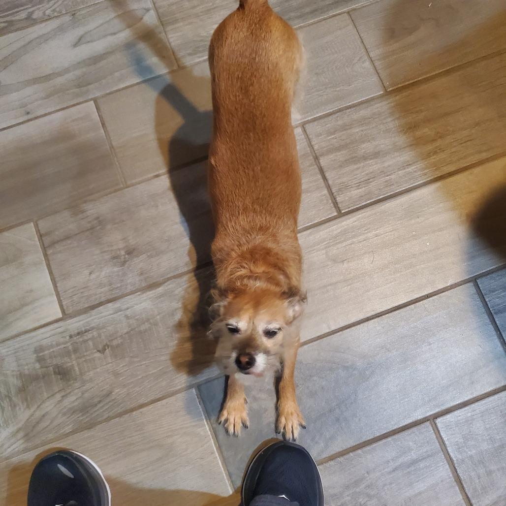 Nana, a Adoptable Schnauzer in Katy, TX image 4/6