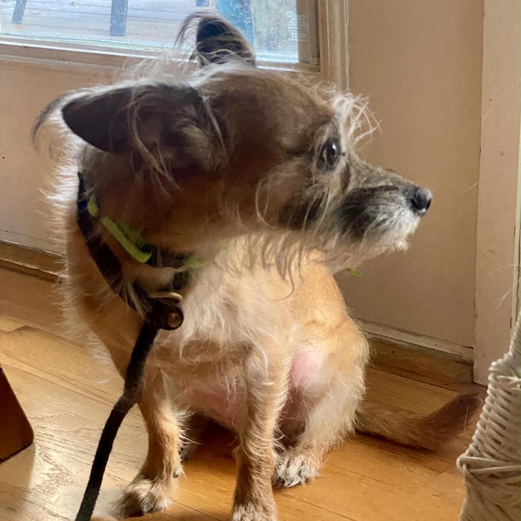 Nana, a Adoptable Schnauzer in Katy, TX image 5/6