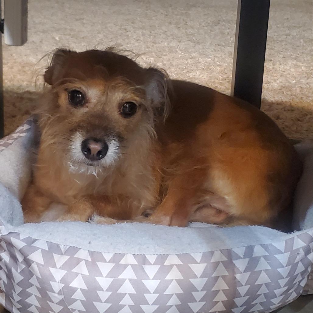 Nana, a Adoptable Schnauzer in Katy, TX image 6/6