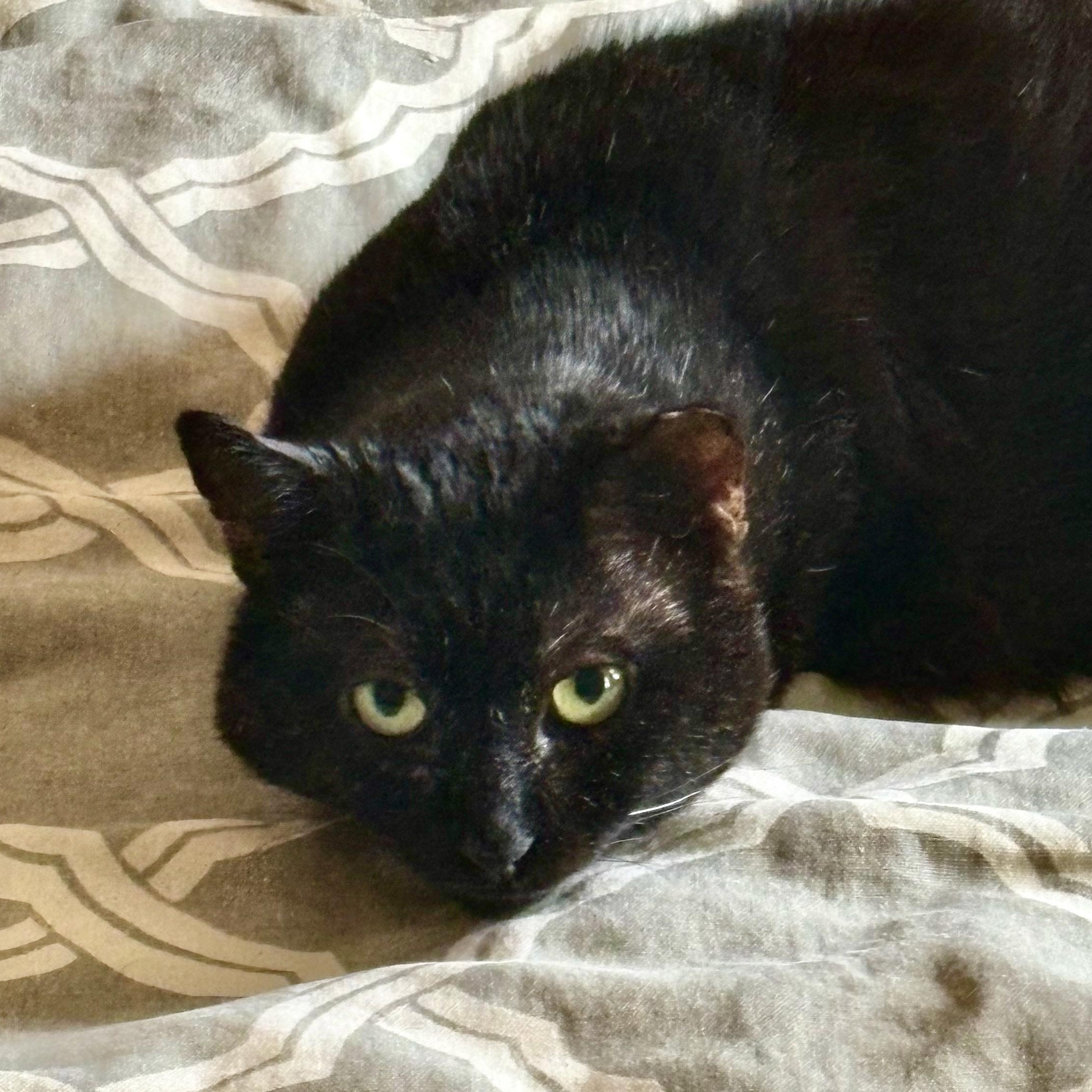 Claude, Adoptable, Adult Male Domestic Short Hair.