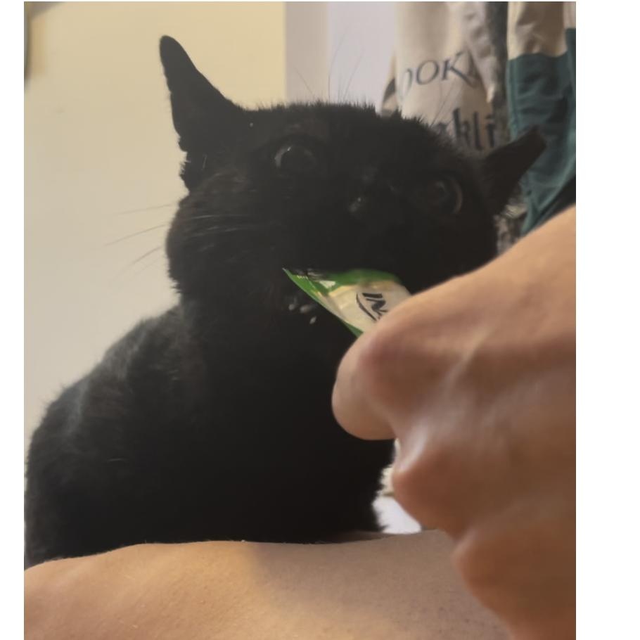 Enlarge Claude, an adopted Domestic Short Hair in Brooklyn , NY image 6/6