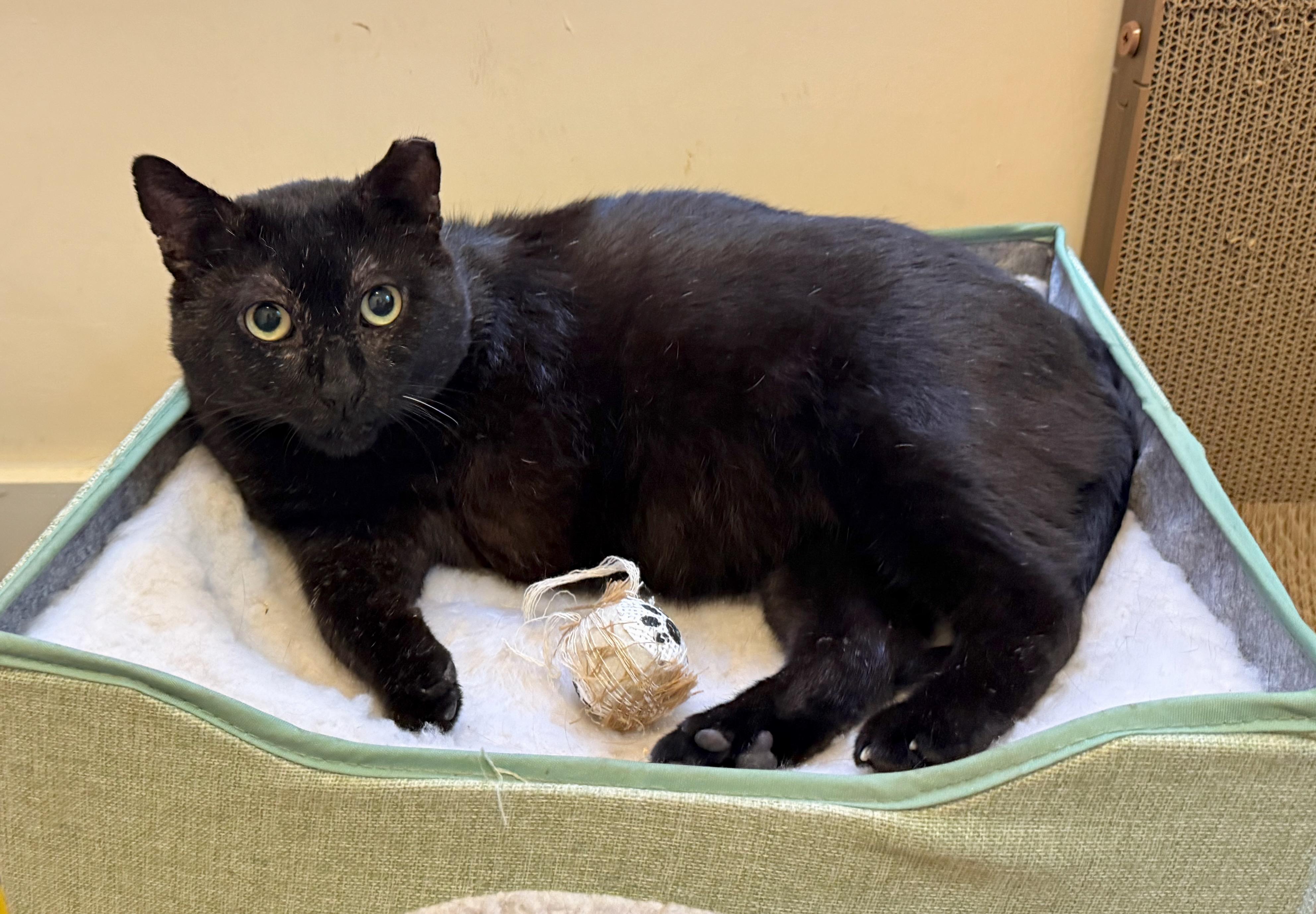 Enlarge Claude, an adopted Domestic Short Hair in Brooklyn , NY image 4/6